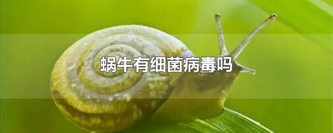 蜗牛有细菌病毒吗