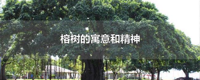 榕树的寓意和精神 榕树的寓意和精神