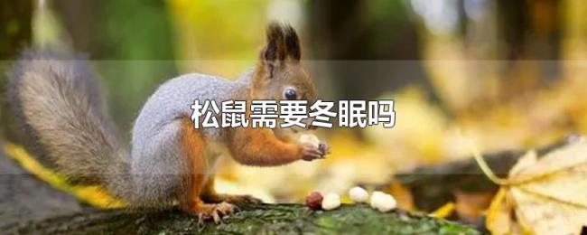 松鼠需要冬眠吗