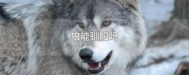 狼能驯服吗 狼能驯服吗