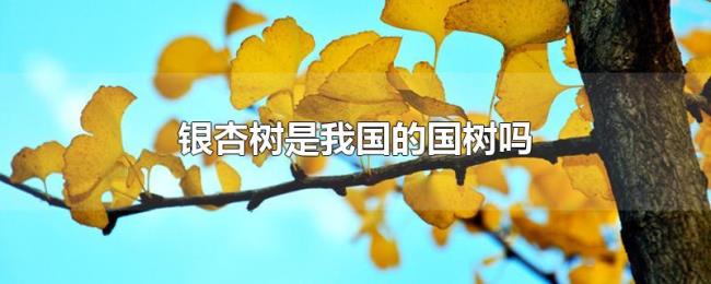 银杏树是我国的国树吗 银杏树是我国的国树吗