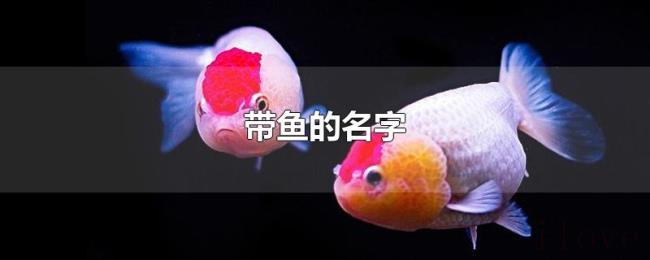 带鱼的名字