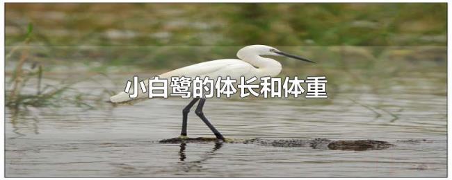 小白鹭的体长和体重