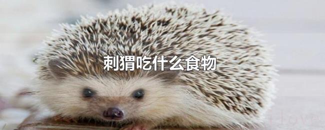 刺猬吃什么食物 刺猬吃什么食物