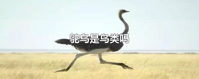 鸵鸟是鸟类吗