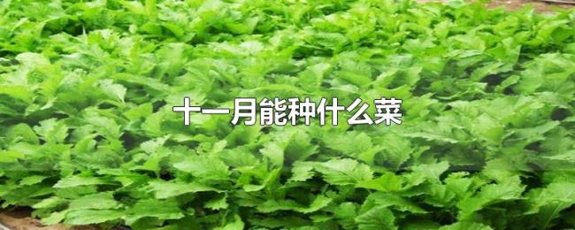 十一月能种什么菜 十一月能种什么菜