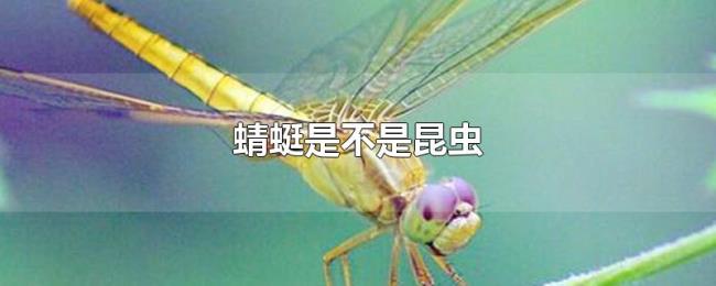 蜻蜓是不是昆虫