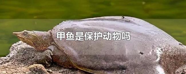 甲鱼是保护动物吗 甲鱼是保护动物吗