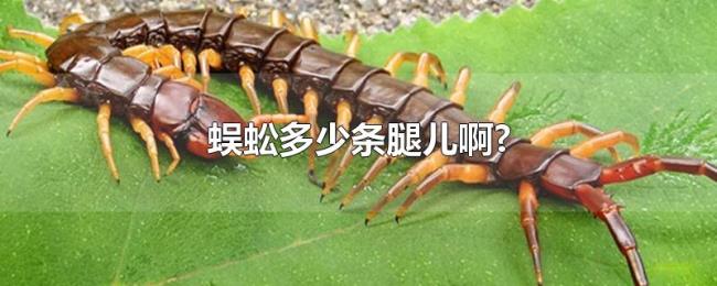 蜈蚣多少条腿儿啊? 蜈蚣多少条腿儿啊?