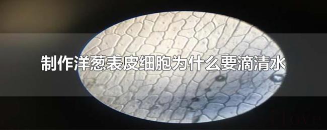 制作洋葱表皮细胞为什么要滴清水