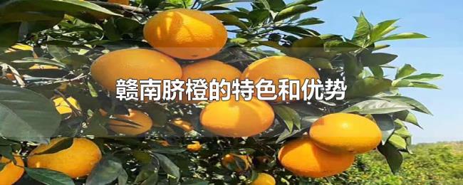 赣南脐橙的特色和优势