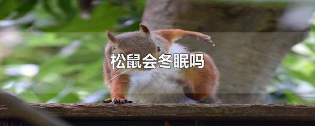 松鼠会冬眠吗 松鼠会冬眠吗