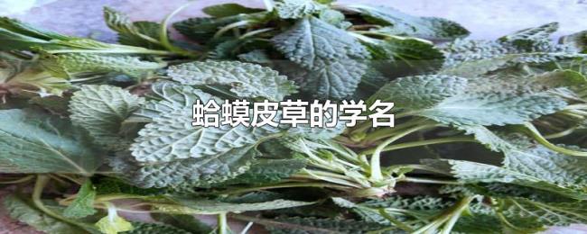 蛤蟆皮草的学名 蛤蟆皮草的学名