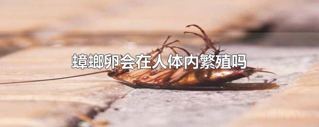 蟑螂卵会在人体内繁殖吗