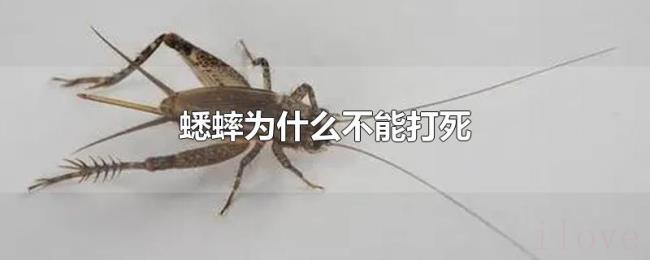 蟋蟀为什么不能打死