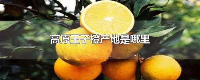 高原王子橙产地是哪里