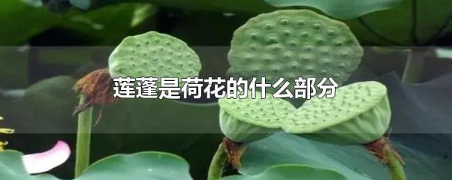莲蓬是荷花的什么部分 莲蓬是荷花的什么部分