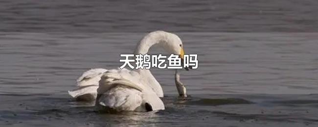 天鹅吃鱼吗