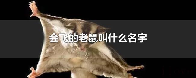 会飞的老鼠叫什么名字 会飞的老鼠叫什么名字