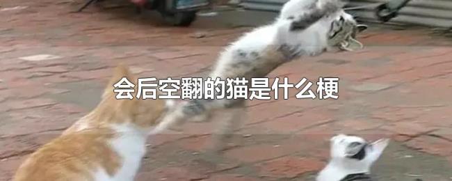 会后空翻的猫是什么梗 会后空翻的猫是什么梗