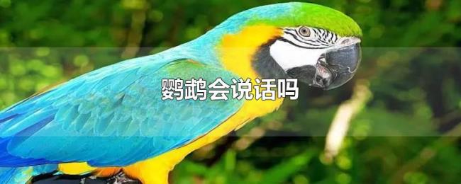 鹦鹉会说话吗