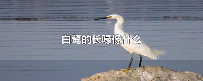 白鹭的长喙像什么