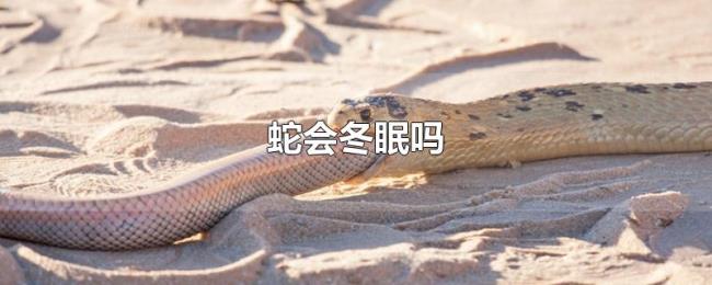 蛇会冬眠吗 蛇会冬眠吗