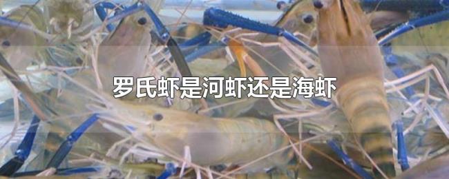 罗氏虾是河虾还是海虾