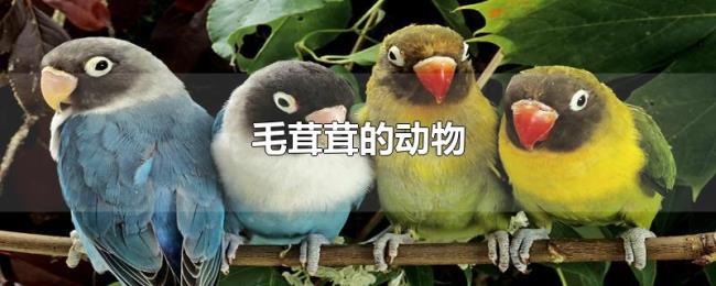 毛茸茸的动物
