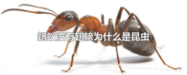蚂蚁没有翅膀为什么是昆虫