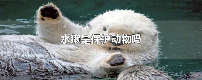 水獭是保护动物吗