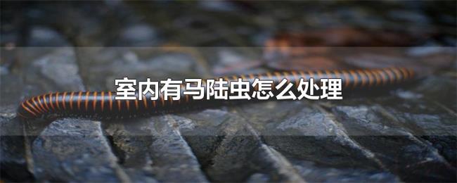室内有马陆虫怎么处理