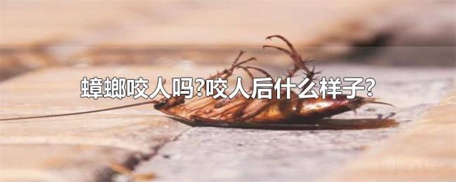 蟑螂咬人吗?咬人后什么样子?