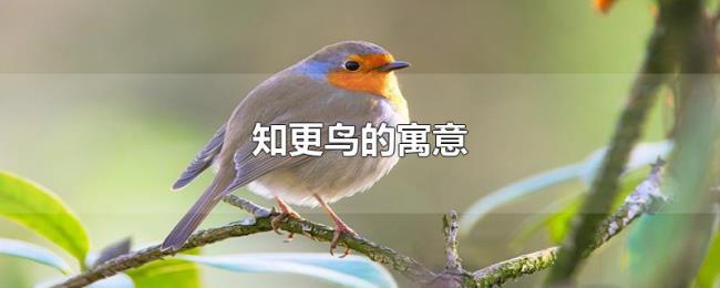 知更鸟的寓意 知更鸟的寓意