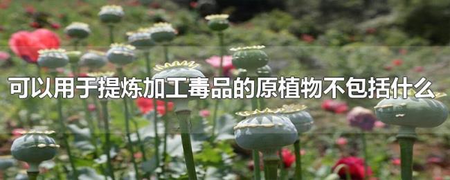 可以用于提炼加工毒品的原植物不包括什么