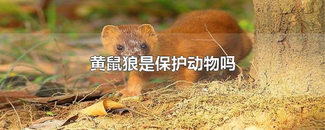 黄鼠狼是保护动物吗