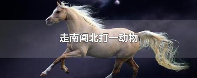 走南闯北打一动物