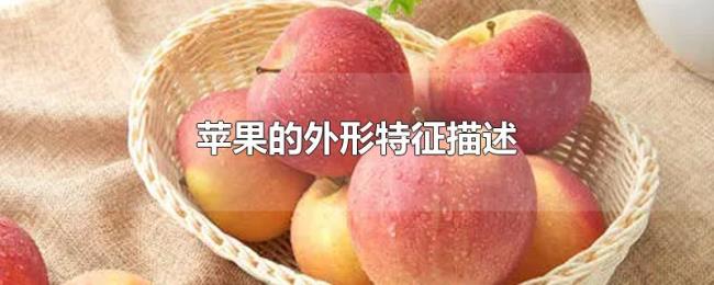 苹果的外形特征描述