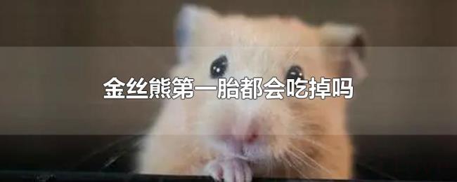 金丝熊第一胎都会吃掉吗