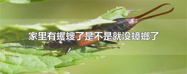 家里有蠼螋了是不是就没蟑螂了
