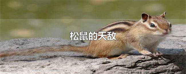 松鼠的天敌