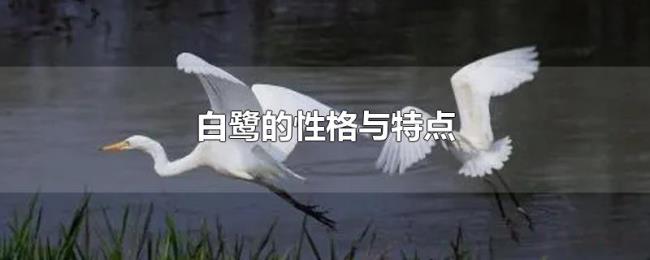 白鹭的性格与特点 白鹭的性格与特点