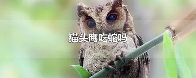 猫头鹰吃蛇吗 猫头鹰吃蛇吗