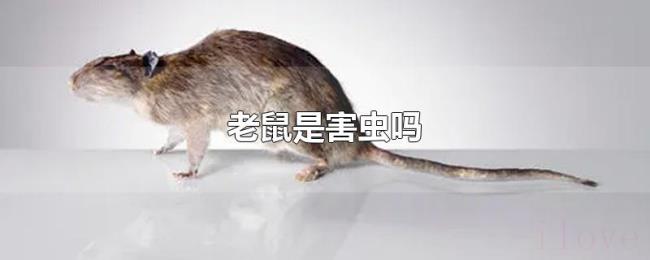 老鼠是害虫吗 老鼠是害虫吗