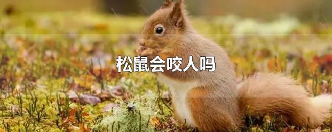 松鼠会咬人吗