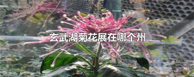 玄武湖菊花展在哪个州 玄武湖菊花展在哪个州