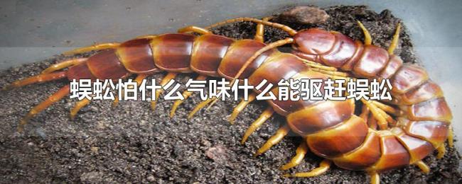 蜈蚣怕什么气味什么能驱赶蜈蚣 蜈蚣怕什么气味什么能驱赶蜈蚣