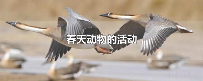 春天动物的活动 春天动物的活动