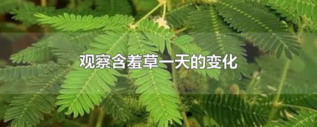 观察含羞草一天的变化 观察含羞草一天的变化