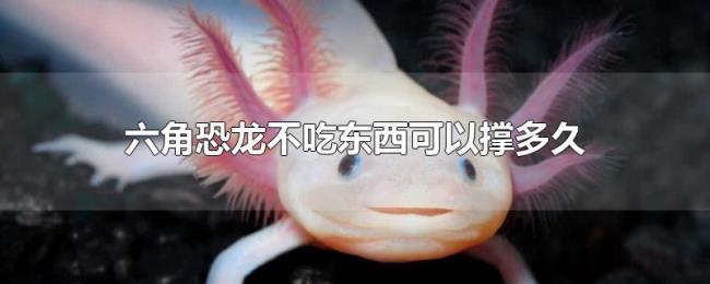 六角恐龙不吃东西可以撑多久 六角恐龙不吃东西可以撑多久
